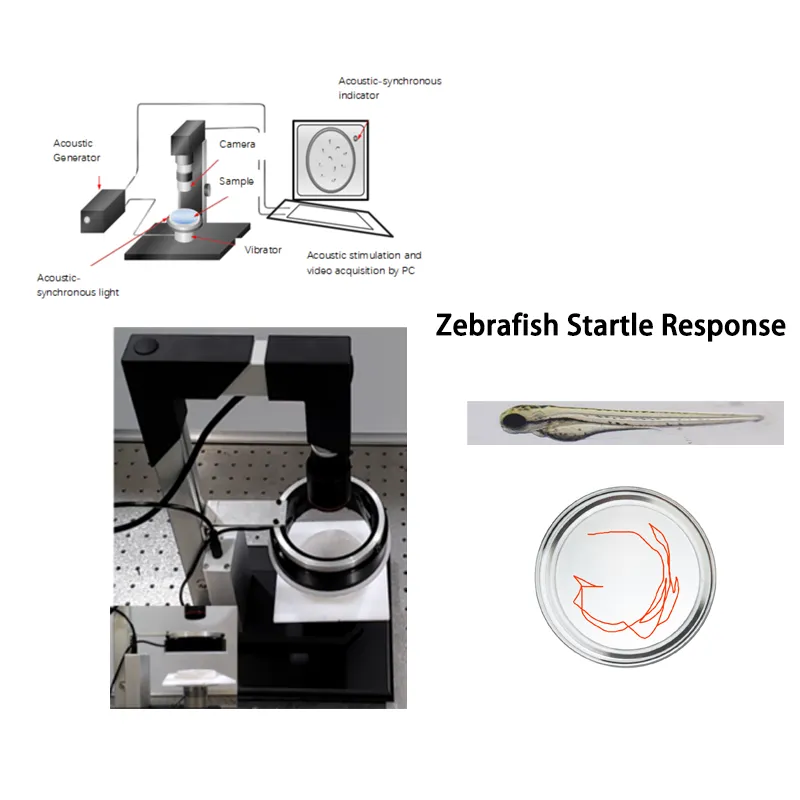 Zebrafish Auditory Starle Response Testing System